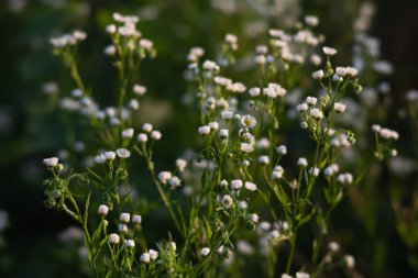 Bir güneş ışığında yabani çim ile Sahne