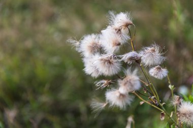 Bir güneş ışığında yabani çim ile Sahne
