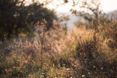 Bir güneş ışığında yabani çim ile Sahne