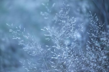 Bir güneş ışığında yabani çim ile Sahne