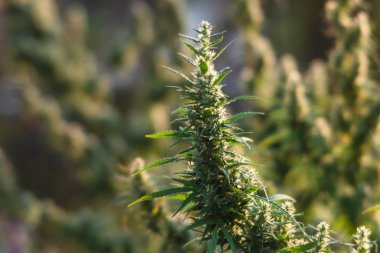 Bir güneş ışığında yabani çim ile Sahne