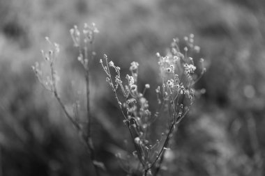 Bir güneş ışığında yabani çim ile Sahne