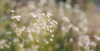 Bir güneş ışığında yabani çim ile Sahne