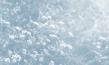 Bir güneş ışığında yabani çim ile Sahne