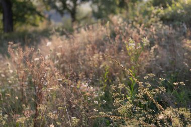Bir güneş ışığında yabani çim ile Sahne