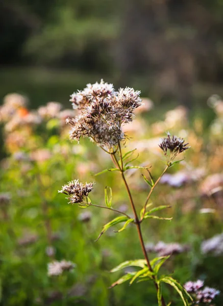 Escena con hierba silvestre a la luz del sol —  Fotos de Stock