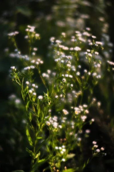 Scene with wild grass on a sun light — Stock Photo, Image