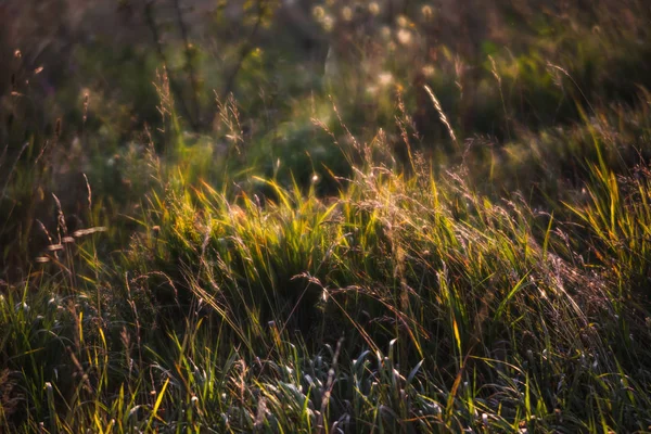 Scene with wild grass on a sun light — Stock Photo, Image