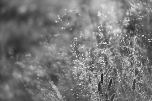 太陽の光の上に野生の草とシーン — ストック写真