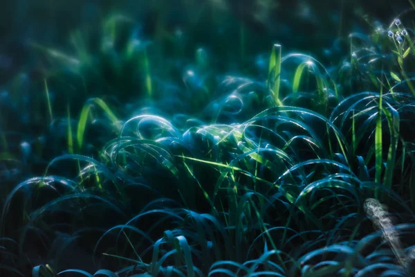 Сцена с дикой травой на солнечном свете — стоковое фото