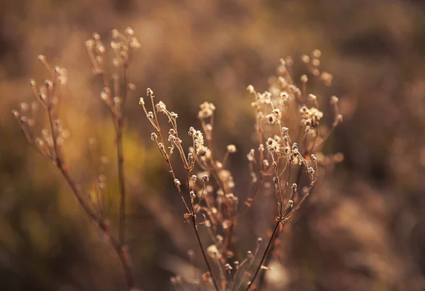 Escena con hierba silvestre a la luz del sol —  Fotos de Stock