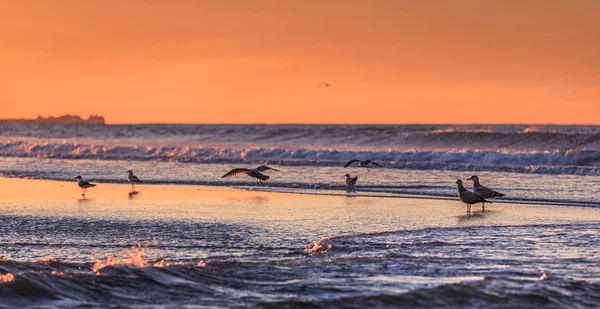 Oiseaux tôt le matin sur le front de mer — Photo