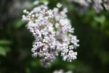 Şu yeni gelişen bir beyaz leylak dalı