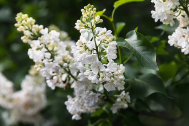 Şu yeni gelişen bir beyaz leylak dalı