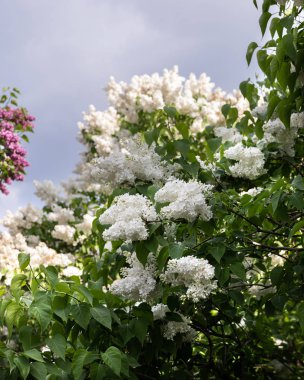 Şu yeni gelişen bir beyaz leylak dalı