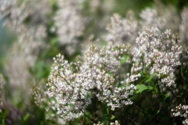 Ramo florescente de um lilás branco — Fotografia de Stock