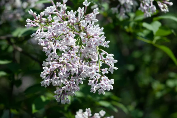 Blossoming branch of a white lilac — Stock Photo, Image