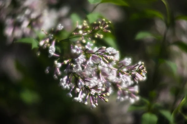 Blühender Zweig eines weißen Flieders — Stockfoto