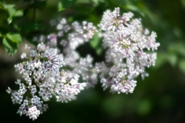 Branche florissante d'un lilas blanc — Photo