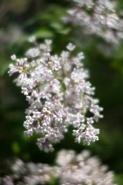Kwitnąca gałąź białego bzu — Zdjęcie stockowe