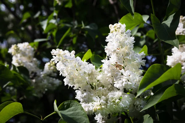 Branche florissante d'un lilas blanc — Photo