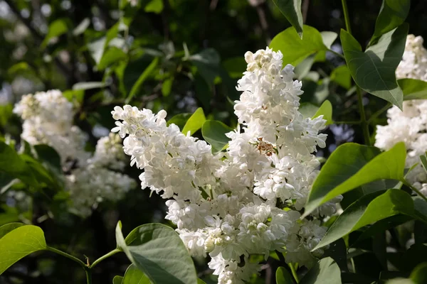 Branche florissante d'un lilas blanc — Photo