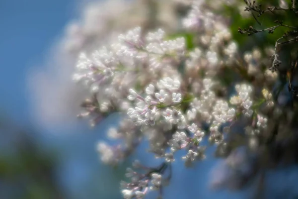 Ramo florescente de um lilás branco — Fotografia de Stock