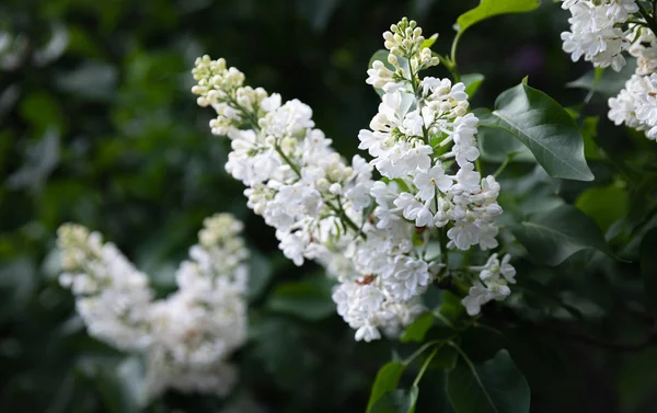 Ramo florescente de um lilás branco — Fotografia de Stock