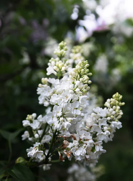 Branche florissante d'un lilas blanc — Photo
