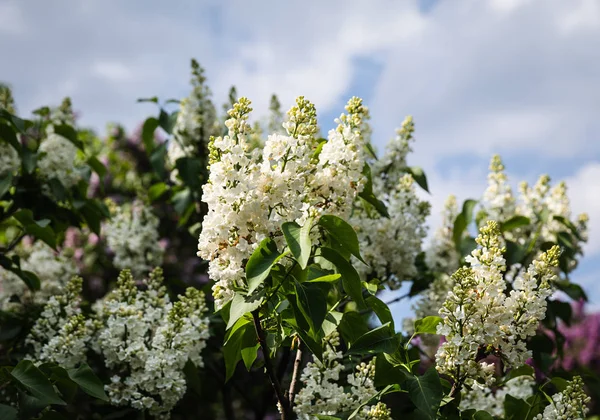 Ramo florescente de um lilás branco — Fotografia de Stock