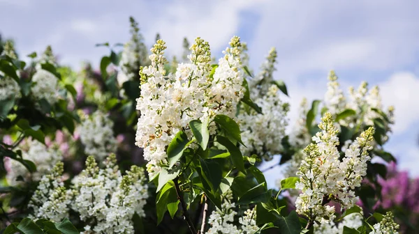 Ramo florescente de um lilás branco — Fotografia de Stock