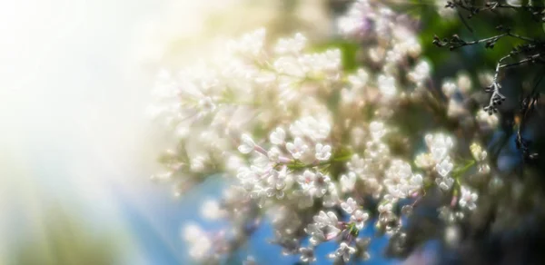 Ramo florescente de um lilás branco — Fotografia de Stock