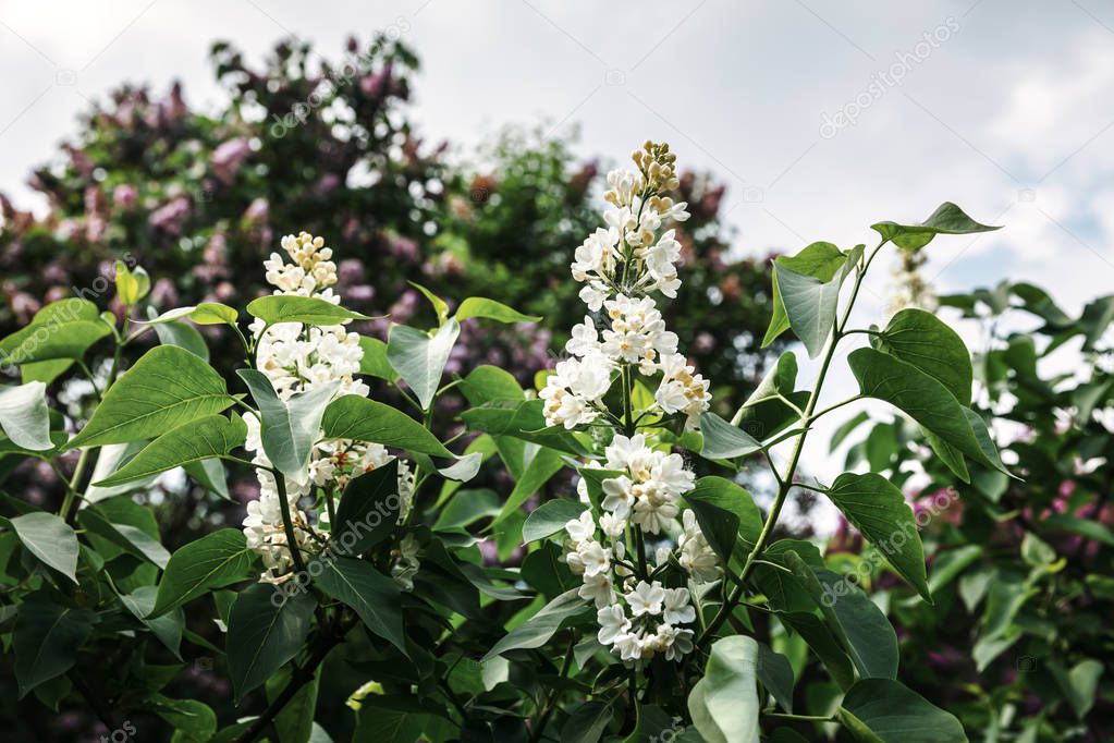 blossoming branch of a white lilac