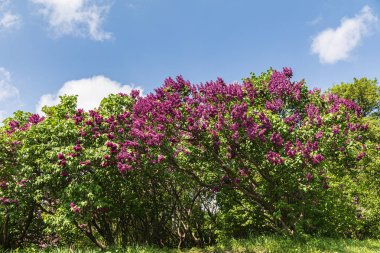 pembe leylak çiçek dalı