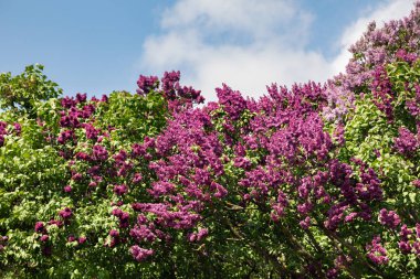 pembe leylak çiçek dalı
