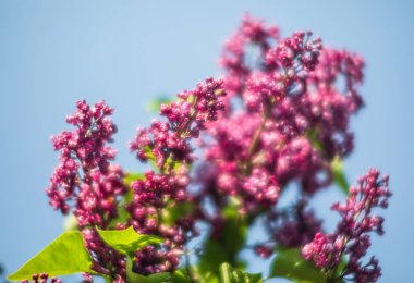 pembe leylak çiçek dalı