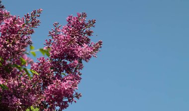 pembe leylak çiçek dalı