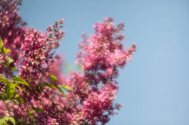 pembe leylak çiçek dalı