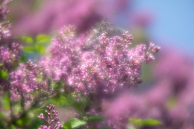 pembe leylak çiçek dalı