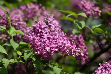 pembe leylak çiçek dalı