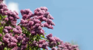 pembe leylak çiçek dalı