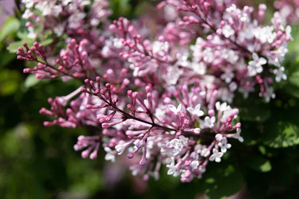 Ramo florescente de um lilás rosa — Fotografia de Stock