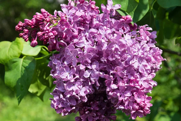 Blossoming branch of a pink lilac — Stock Photo, Image