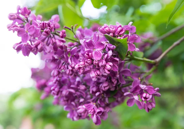 Blossoming branch of a pink lilac — Stock Photo, Image