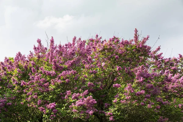 Rama floreciente de una rosa lila —  Fotos de Stock