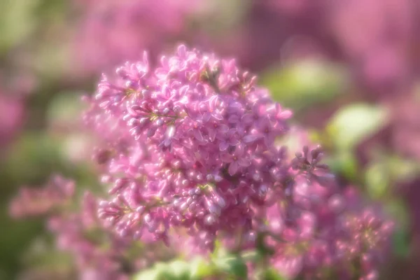 Ramo florescente de um lilás rosa — Fotografia de Stock