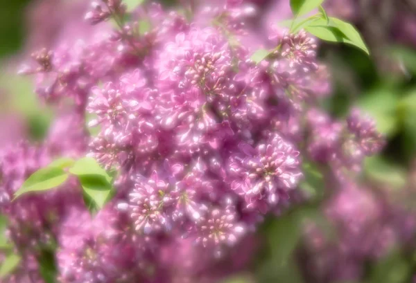 Blossoming branch of a pink lilac — Stock Photo, Image