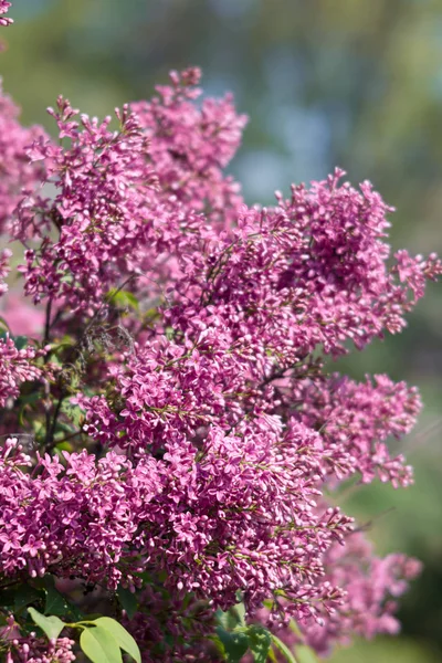 Blossoming branch of a pink lilac — Stock Photo, Image