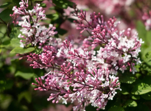 Ramo florescente de um lilás rosa — Fotografia de Stock