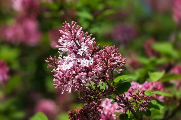 Blossoming branch of a pink lilac — Stock Photo, Image